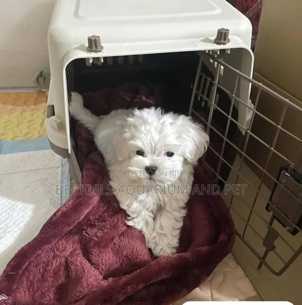 1-3 months Female Purebred Poodle · Photo 1