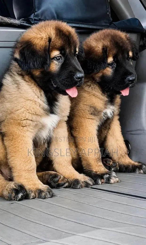 1-3 months Male Purebred Caucasian Shepherd · Photo 1