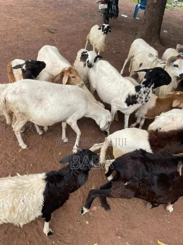 Healthy Animal Seller · Photo 1