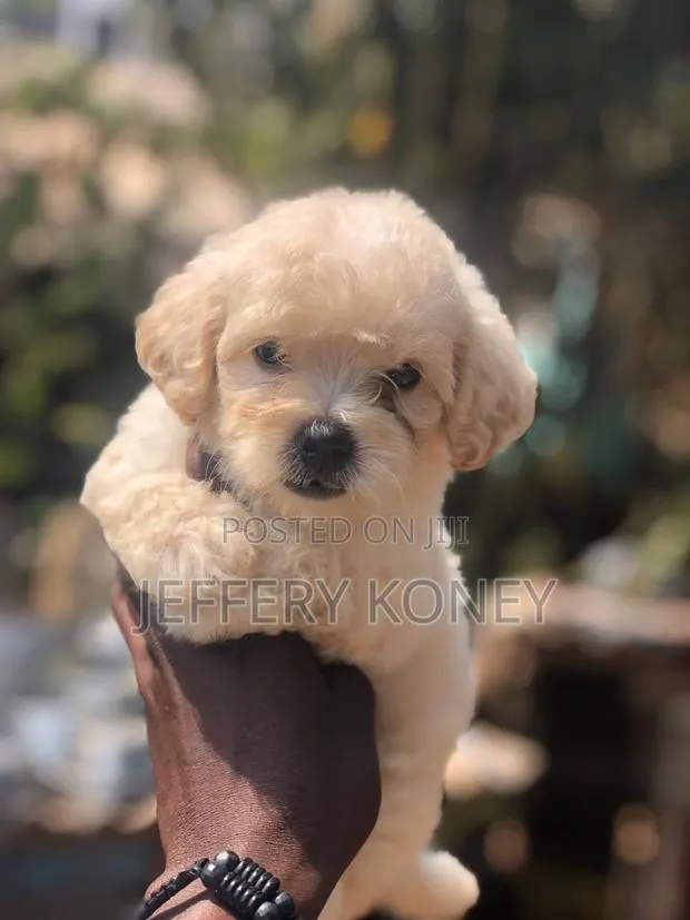 1-3 months Male Purebred Poodle · Photo 1