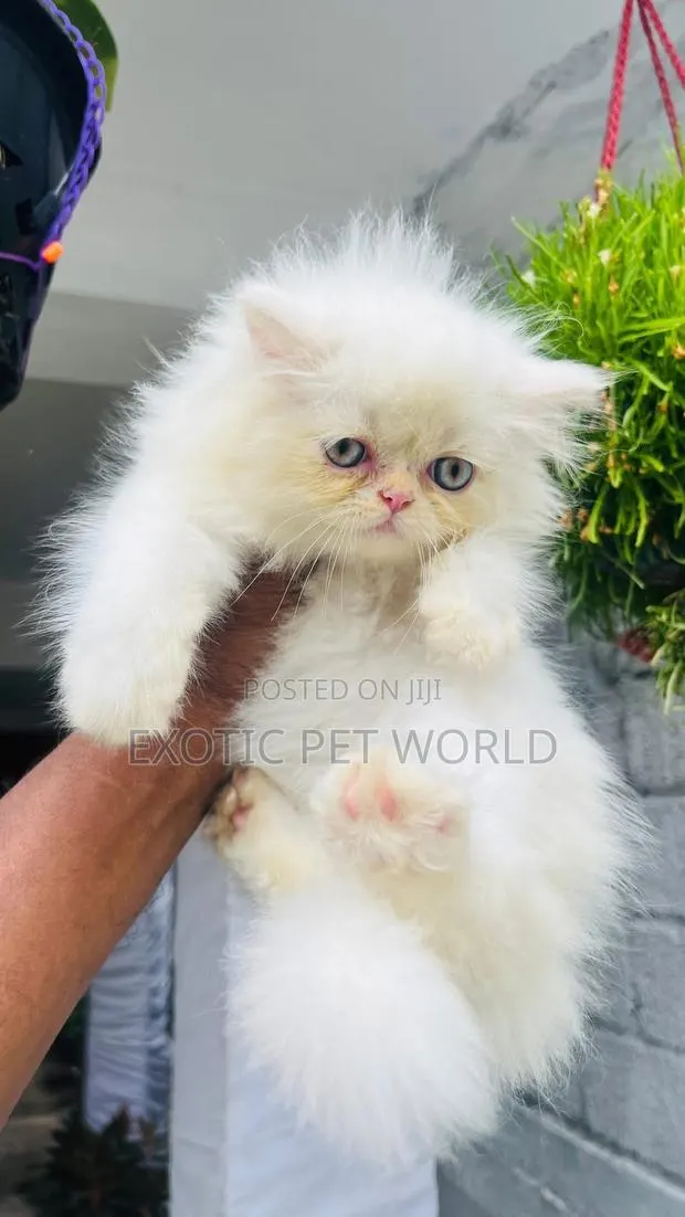 1-3 months Female Purebred Persian · Photo 1