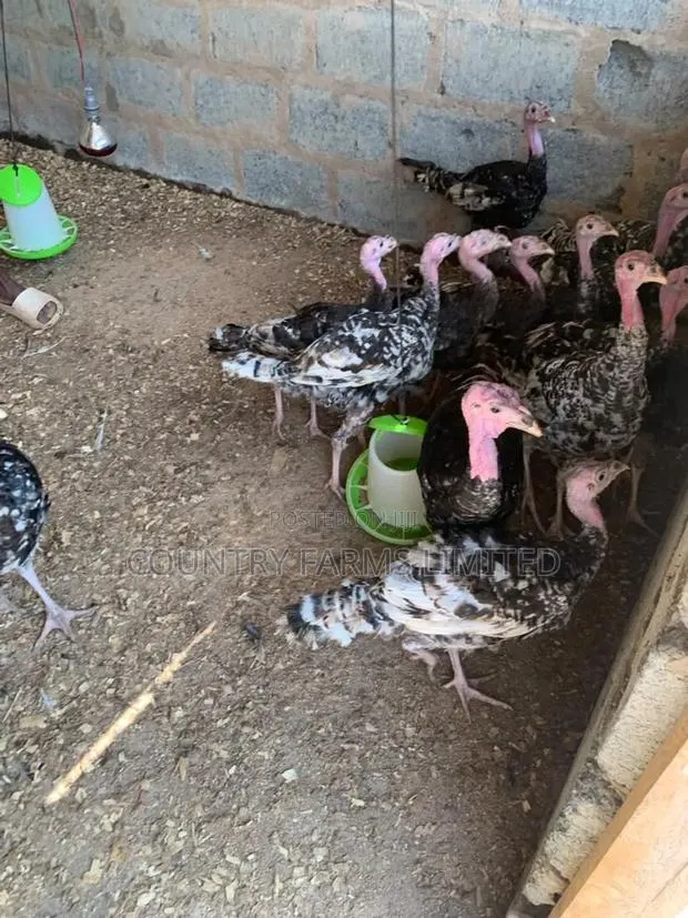 Foreign Turkies · Photo 1