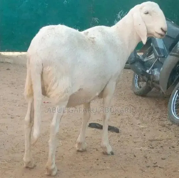 Pure Balami Female Sheep · Photo 1