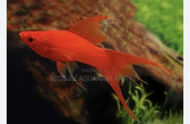 Female Swordtail Fish Available · Photo 1