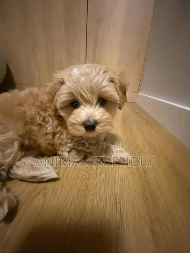 1-3 months Male Purebred Maltese · Photo 1