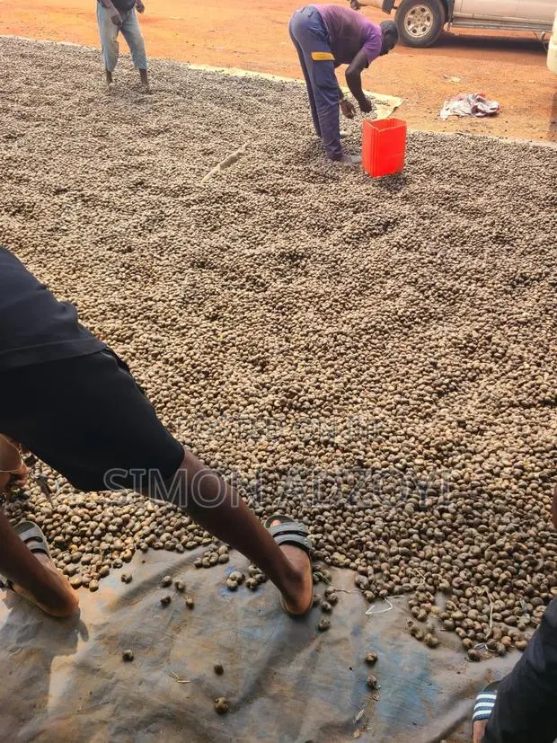 Cashew Nut for Sale · Photo 1