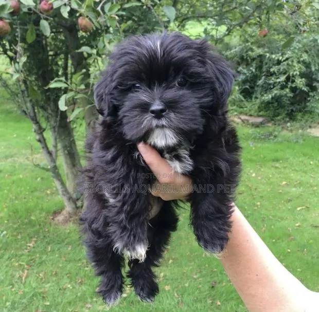 1-3 months Female Purebred Maltese · Photo 1