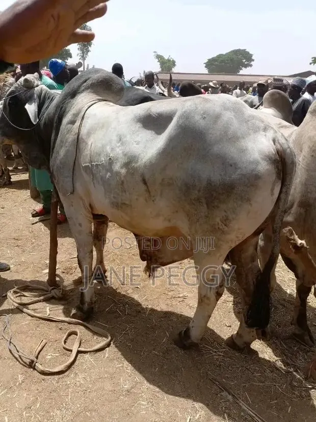Healthy Cows · Photo 1