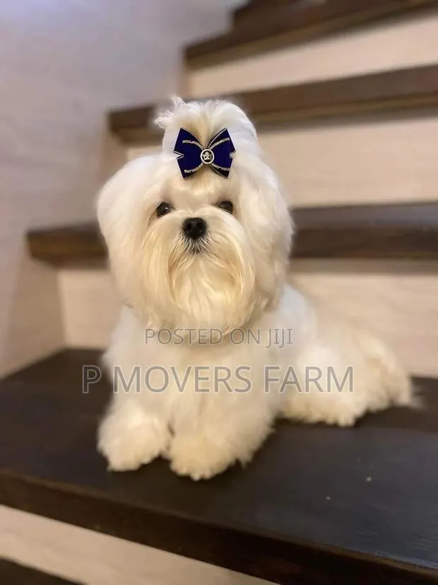 1-3 months Male Purebred Maltese · Photo 1