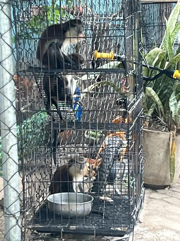 Western Mona Mammals African House Pets · Photo 2
