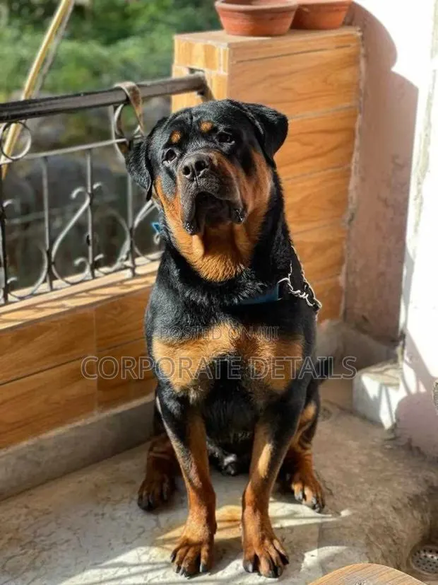 1+ year Male Purebred Rottweiler · Photo 1