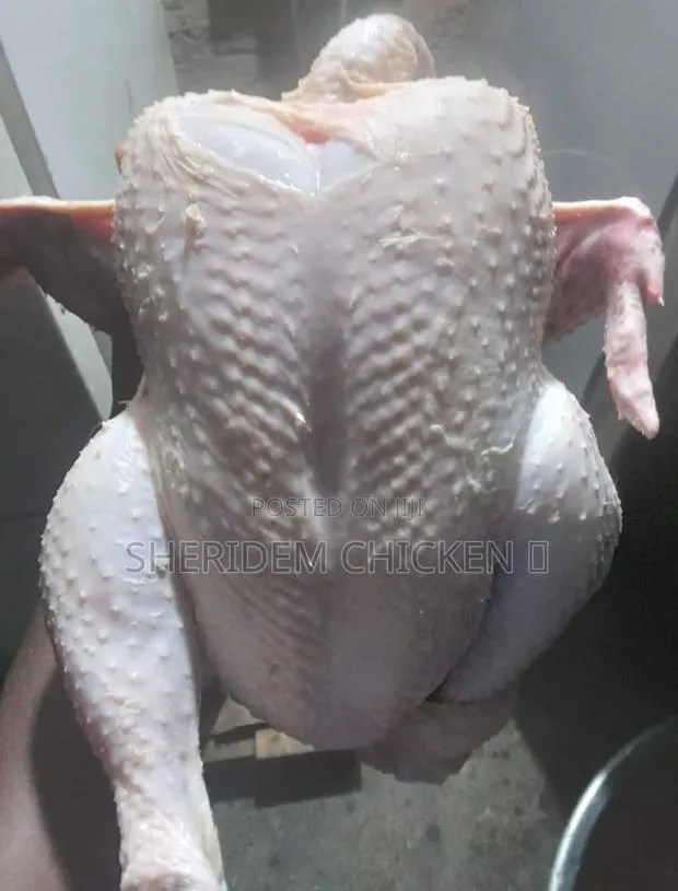 Hot Sale Broilers, Healthy, and Lively. · Photo 1