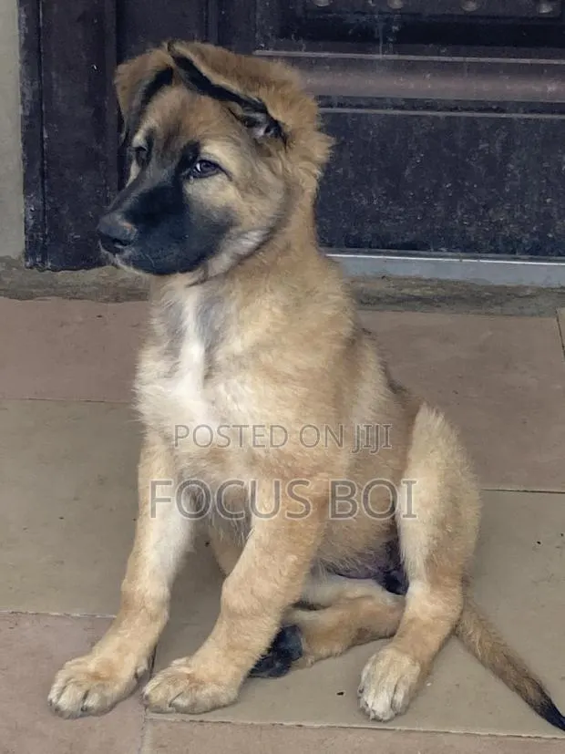 1-3 months Female Purebred German Shepherd · Photo 1