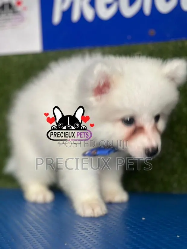 1-3 months Female Purebred American Eskimo · Photo 1