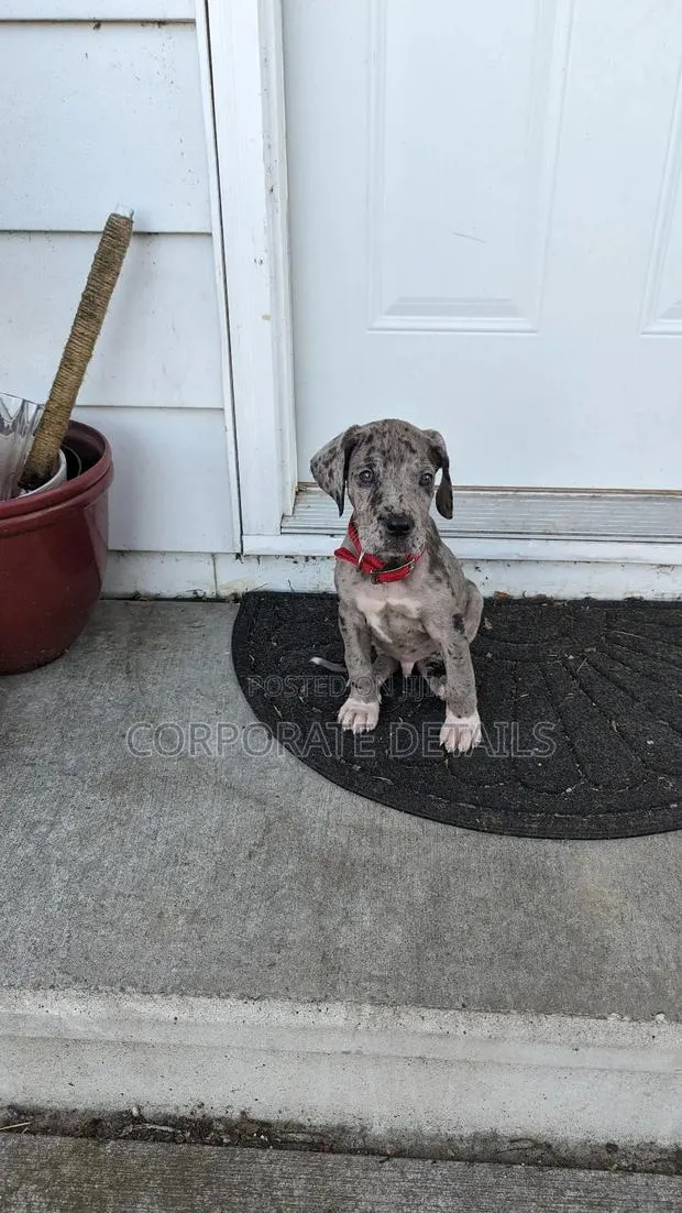 1-3 months Male Purebred Great Dane · Photo 1