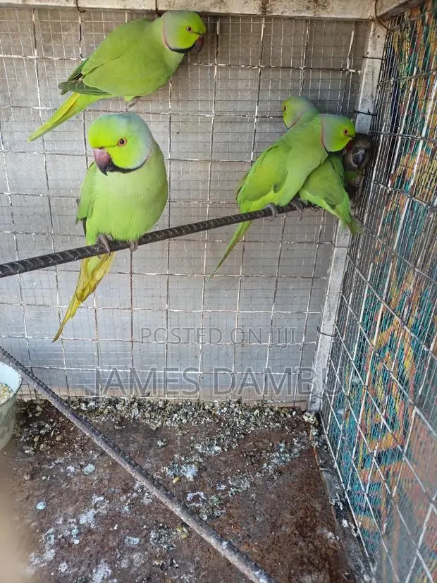 Ringnecks Parrots · Photo 1