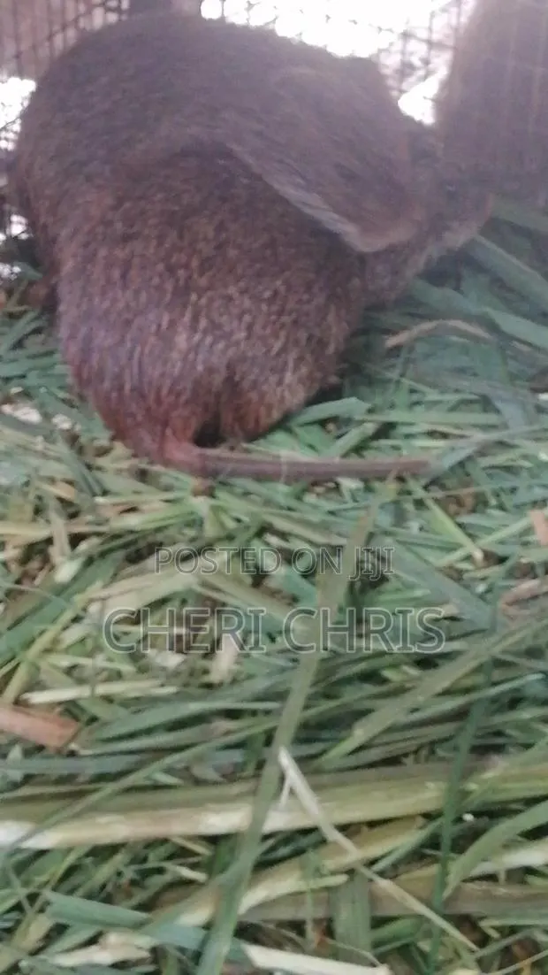Grasscutters · Photo 1