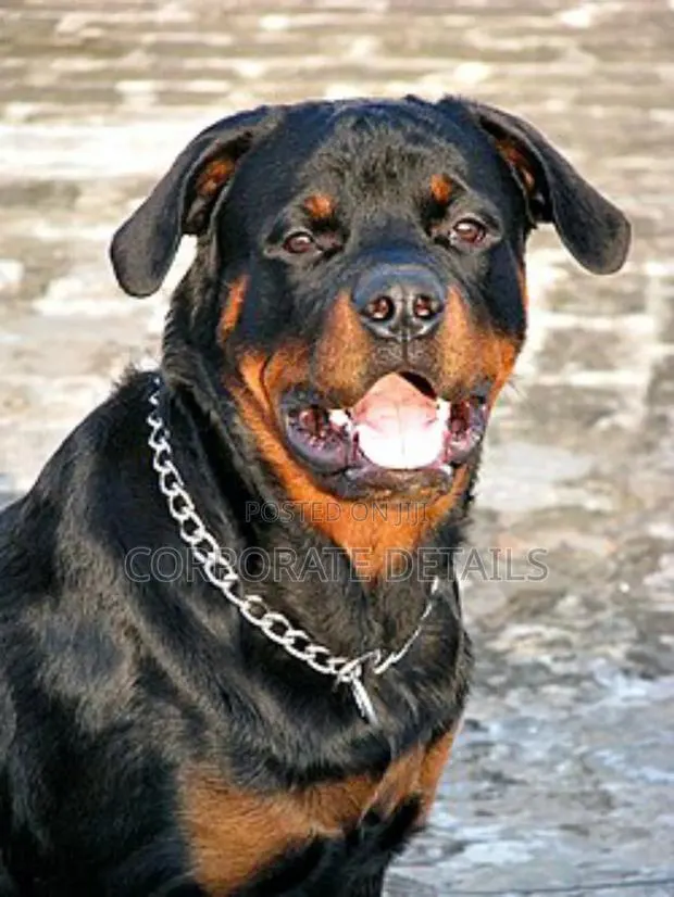1+ year Male Purebred Rottweiler · Photo 1