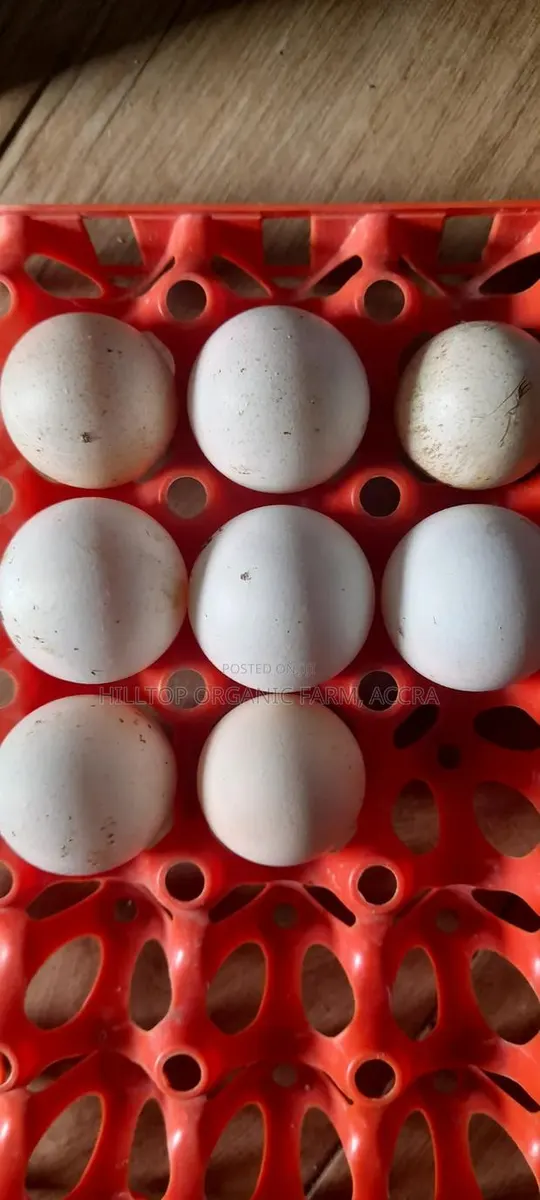 Guinea Fowls Fertile Eggs and Chicks for Sale (Hybrid and Foreign) · Photo 1
