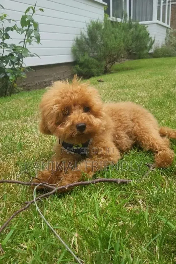 1-3 months Female Purebred Poodle · Photo 1