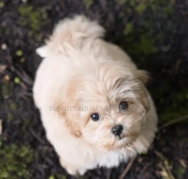 1-3 months Male Purebred Poodle · Photo 1