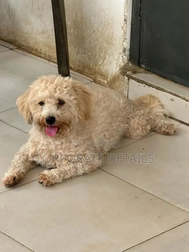 6-12 months Female Purebred Maltese · Photo 1