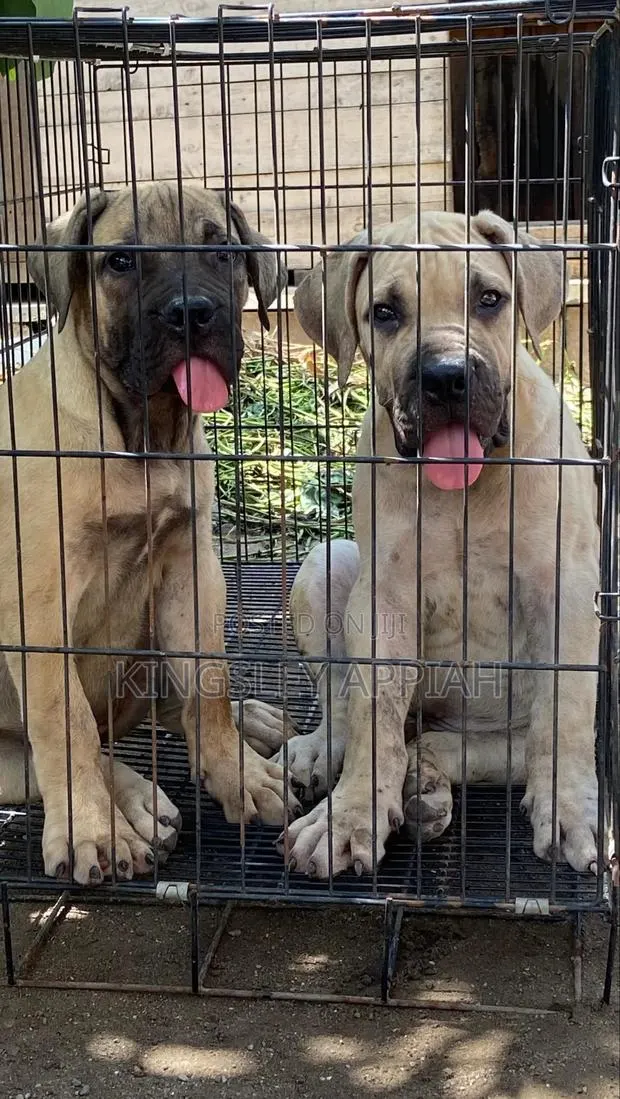 3-6 months Male Purebred Boerboel · Photo 1