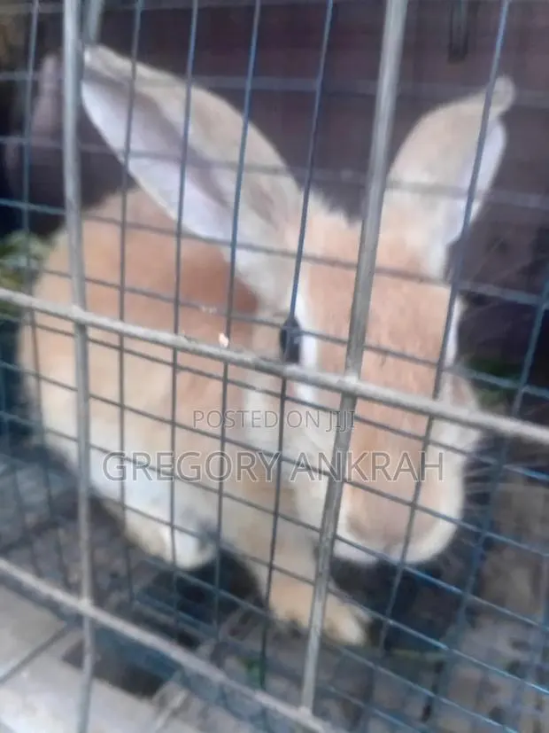 Rabbit Brown Male · Photo 1