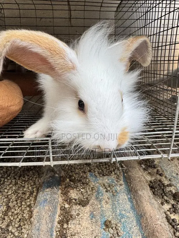 Pet Rabbits · Photo 4