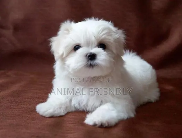 1-3 months Male Purebred Poodle · Photo 1