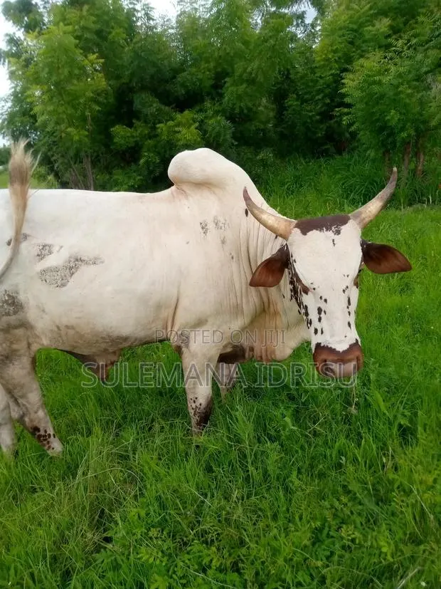Strong Cows · Photo 1