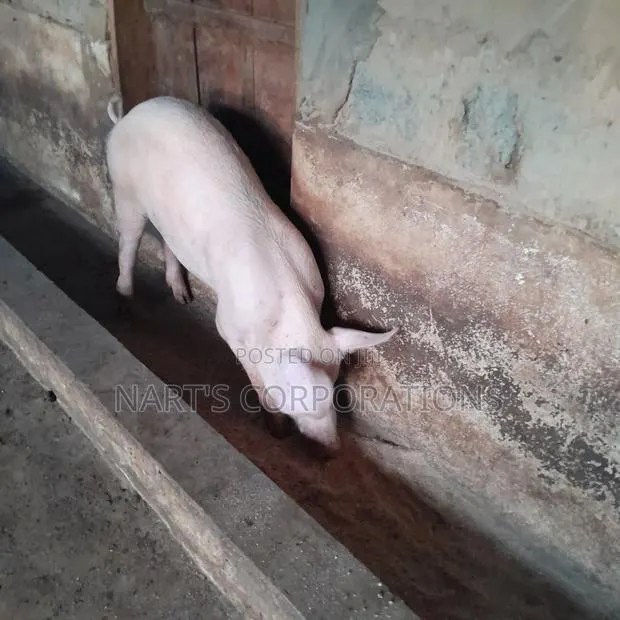 Pigs for Sale · Photo 1