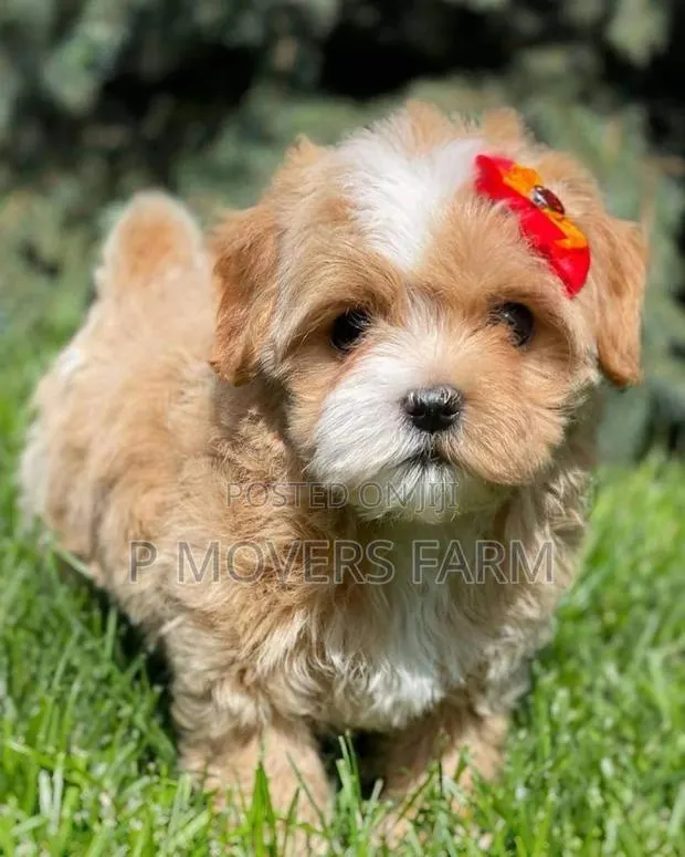 1-3 months Male Purebred Poodle · Photo 1