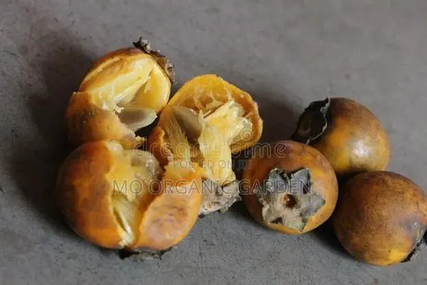 African Ebony Seedling (Diospyros Mespiliformis) – Healthy Hardy · Photo 1