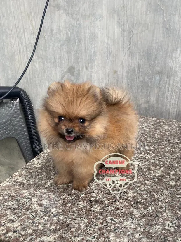1-3 months Female Purebred Pomeranian · Photo 1
