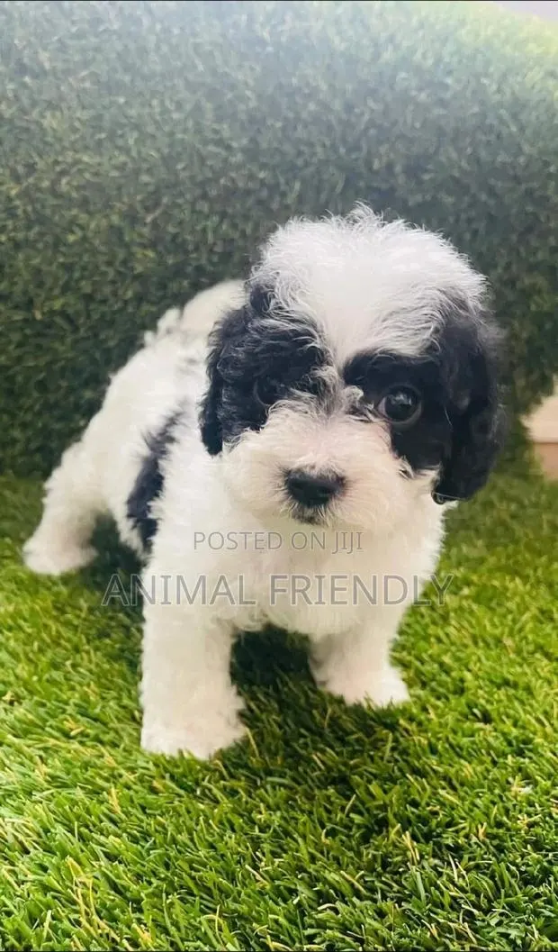 1-3 months Male Purebred Poodle · Photo 1
