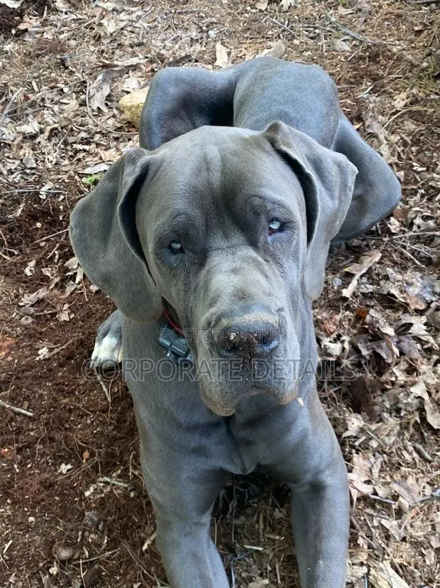1-3 months Male Purebred Great Dane · Photo 1