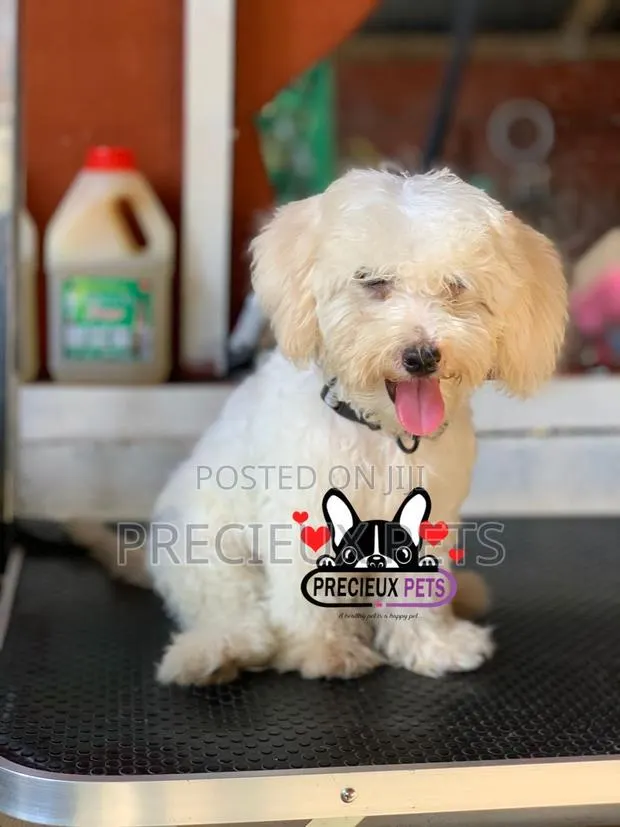 1-3 months Male Purebred Poodle · Photo 1