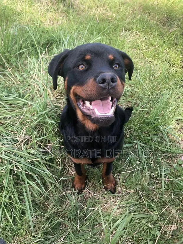 1+ year Male Purebred Rottweiler · Photo 1