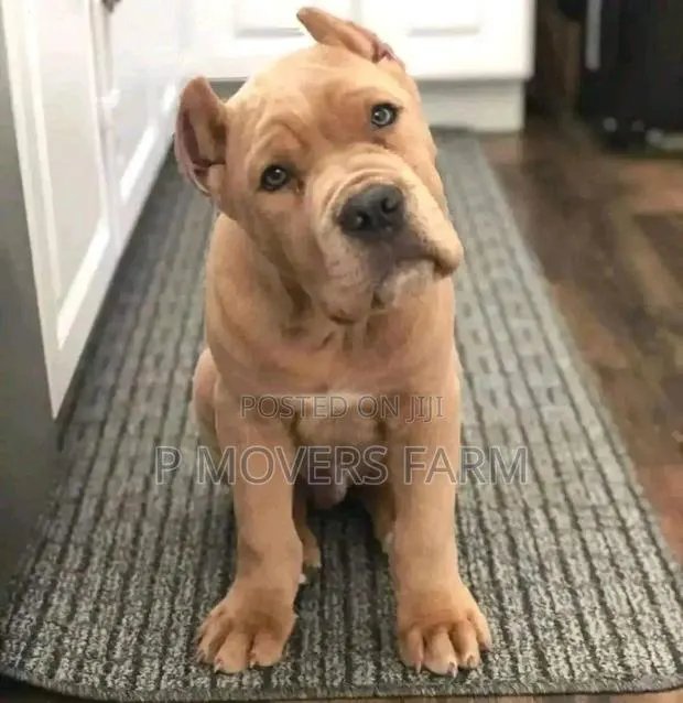 1-3 months Male Purebred American Pit Bull Terrier · Photo 1