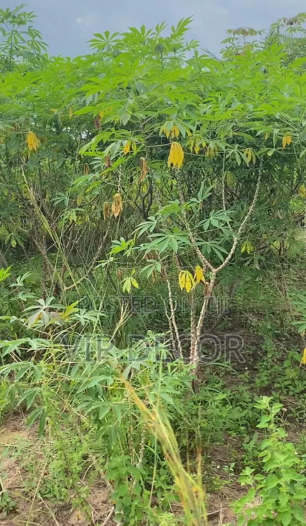 Affordable Cassava Acres Available · Photo 1