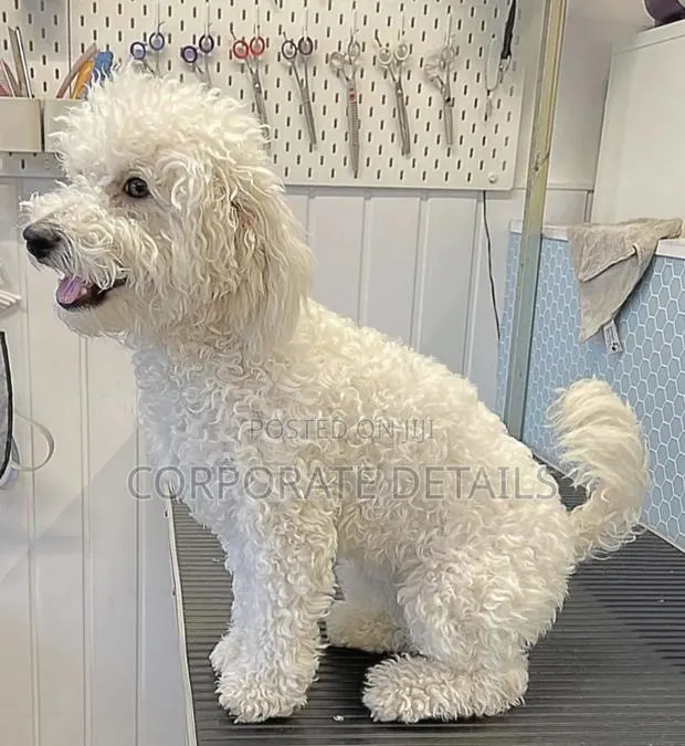 1-3 months Male Purebred Maltese · Photo 1