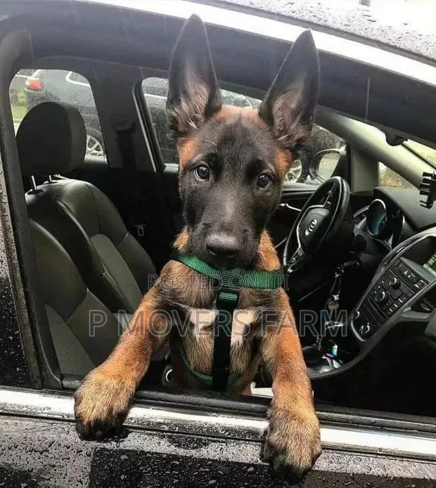 1-3 months Male Purebred Belgian Malinois · Photo 1