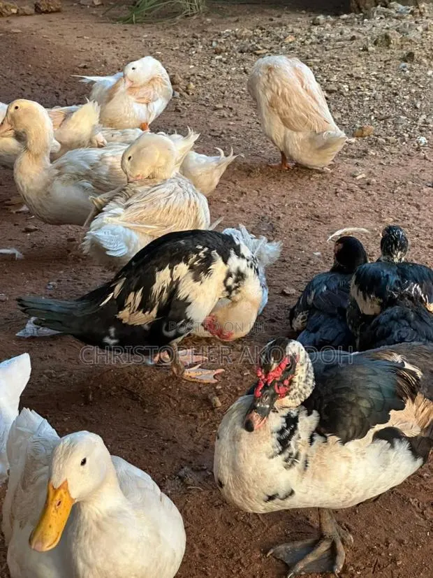 Mature Pekins · Photo 4
