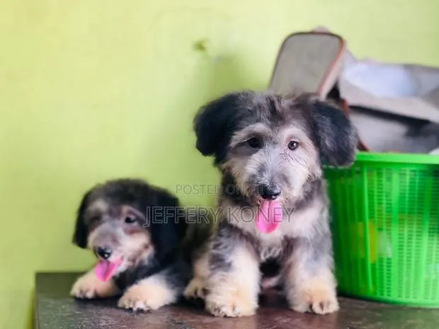 1-3 months Female Purebred Poodle · Photo 1
