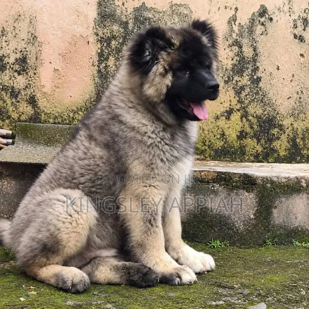 3-6 months Male Purebred Caucasian Shepherd · Photo 1