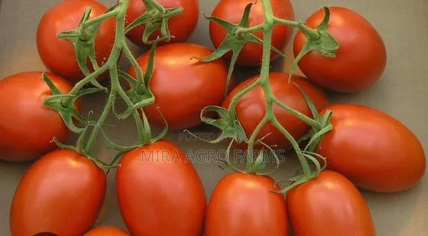 Vegetable Seeds and Seedlings · Photo 3