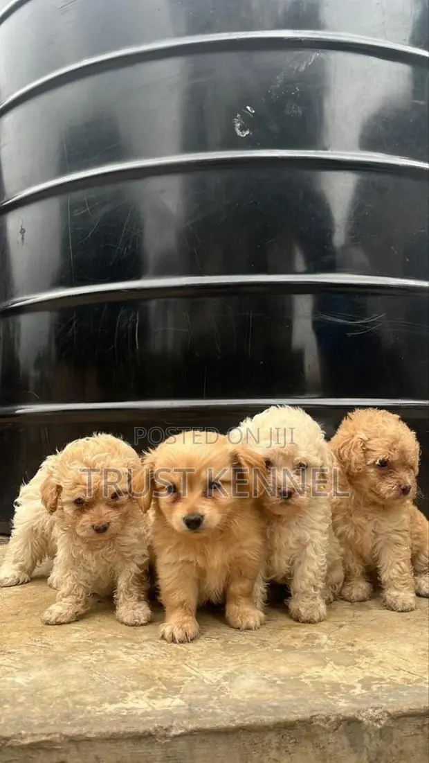 1-3 months Male Purebred Poodle · Photo 1
