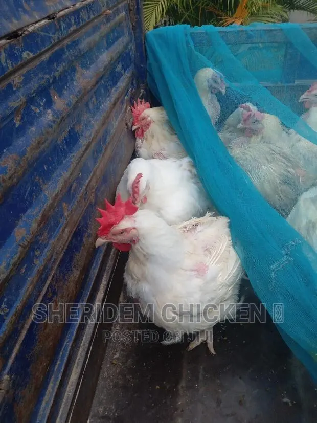 Broilers Available. Hot Sale · Photo 1