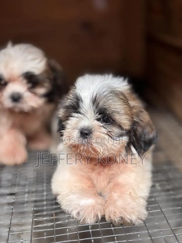 1-3 months Male Purebred Shih Tzu · Photo 1
